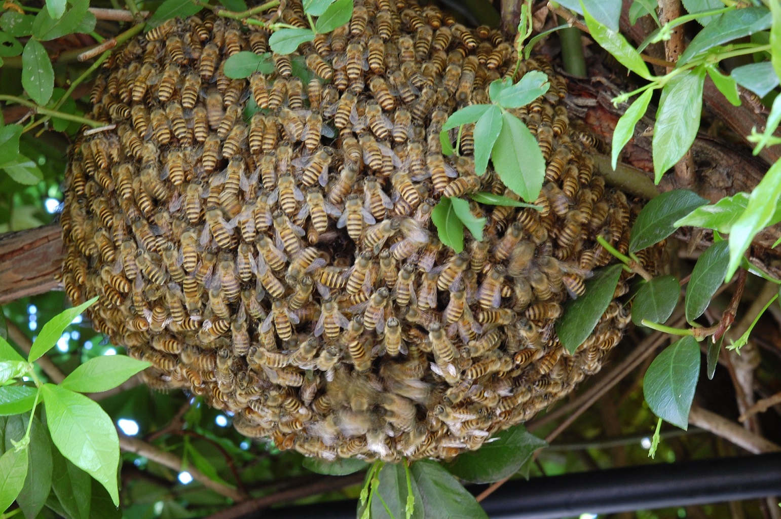 ニホンミツバチ（№２９２） » Dr.カーバチの虫めがね