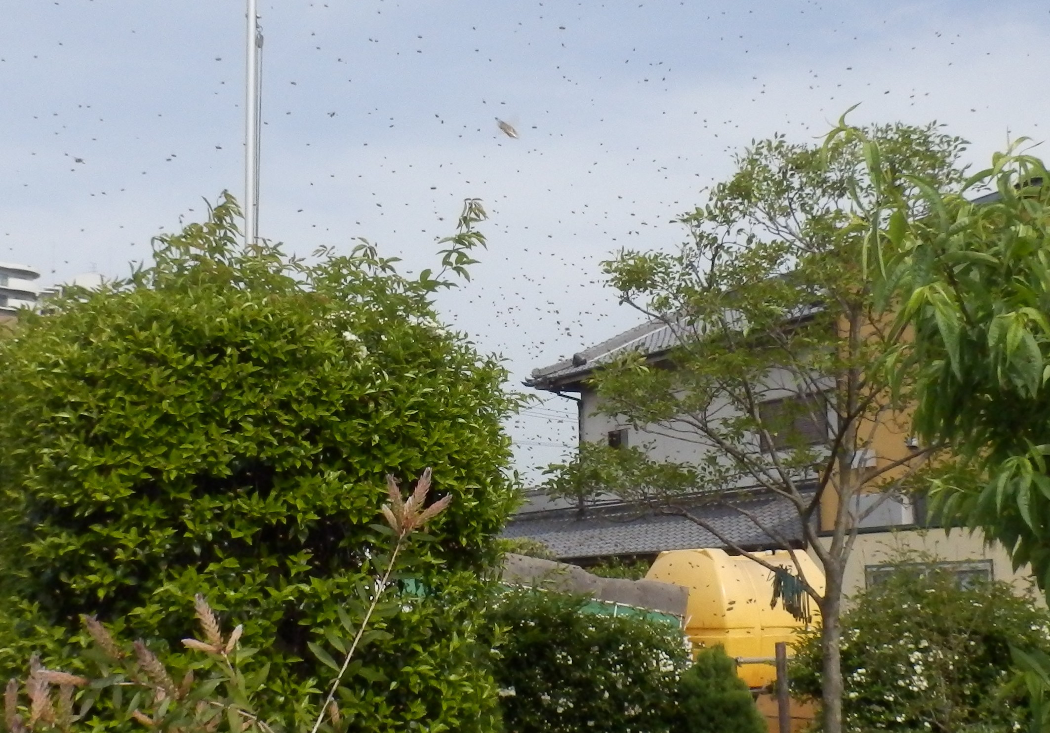 ニホンミツバチ（№２９２） » Dr.カーバチの虫めがね