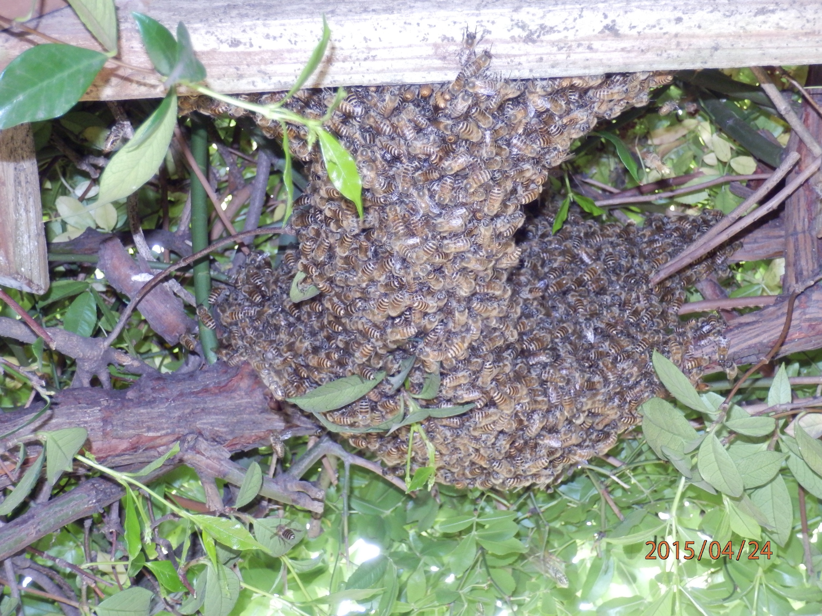 ニホンミツバチ（№２９２） » Dr.カーバチの虫めがね